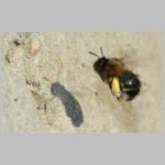 Anthophora plumipes - Pelzbiene w09a 14mm beim Polleneintrag.jpg